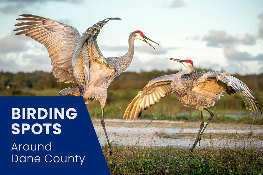 Dane County Birding